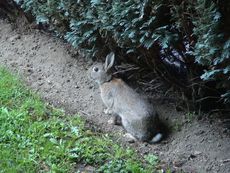 Wildkaninchen.JPG